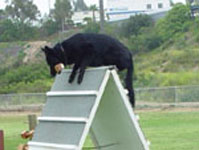 May 17, 2003-High SchH2-San Diego Diensthund Club-CA