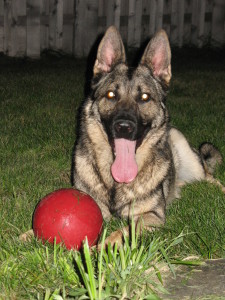 June 24, 2005-Topline GSD Club-IL