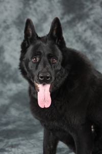 September 25, 2005-Fox Valley Dog Training Club-IL