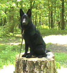 May 22, 2009 -Topline GSD Club-IL