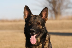 September 6, 2009 -South Bend GSDClub-WI