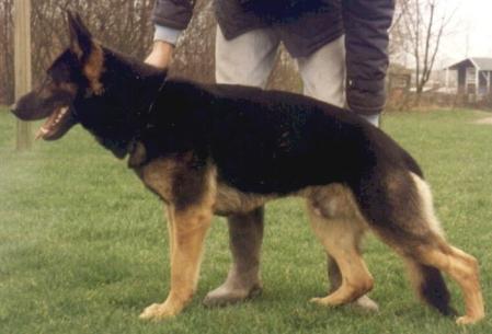 February 28, 2004-DFW Working dogs-Dallas, TX