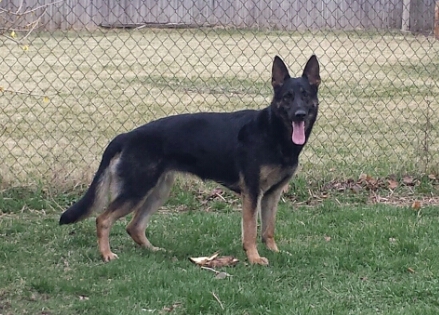 November 20, 2004- Northwest Obedience Club-IL