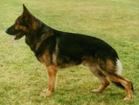 December 7,8, 2013-Skokie Valley Kennel Club -IL