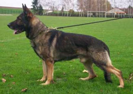 January 12, 2013-Weimaraner Club of N ILL-IL