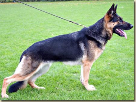 October 17, 2004-Northern IL SchH Club-IL)