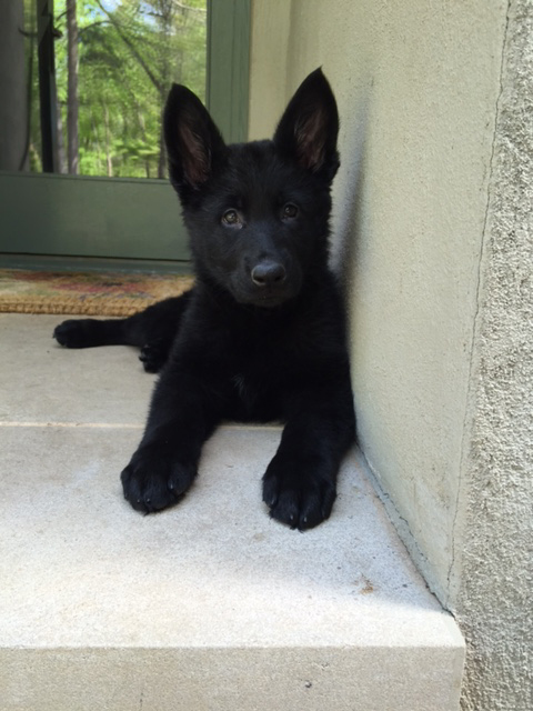 December 14, 2002-Northern Indiana SchH Club-IN