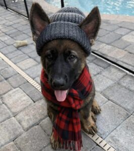 OAP-Open Standard Preferred and VCD2-Versatile Companion Dog 2-November 3, 2012