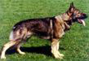 June 11/12, 2011 -GSD Training Club of Chicago-IL