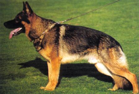 July 22-23, 2006-Canine Devine Dog Training Club-IL