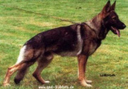 A German Shepherd dog standing on grass, alert and attentive.