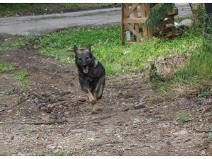 February 6, 1999 Southwest Florida Schutzhund Club