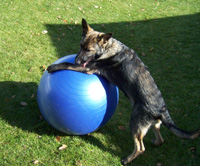 May 30, 2008-O.G. Bierstadt SchH Club-WI