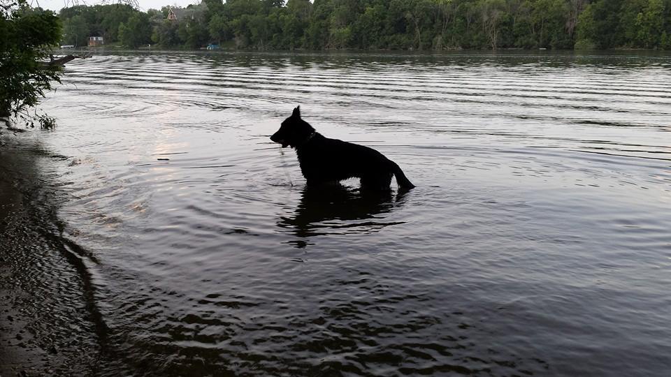 September 27, 2011 -German Shepherd Dog Club of America-National Specialty-Topeka KS
