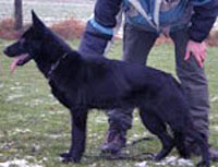 August 19, 2001-Inselstadt SchH Club-Wisconsin