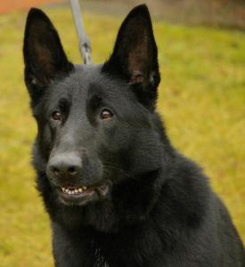 February 20, 2008-SitnStay Dog Training-IL