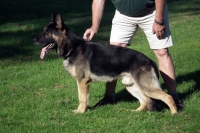 February 2005-International kennel Club-IL