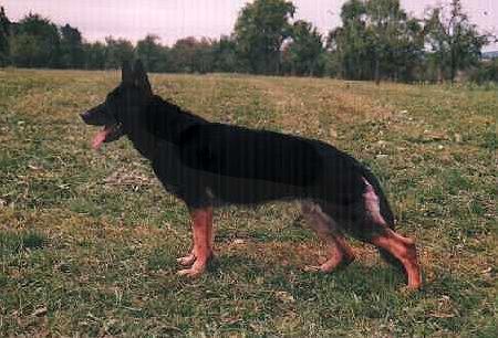 August 6,2005-Twin County SchH Club and Ewe-Topia-WA