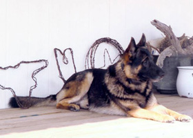 German Shepherd lying on a porch.