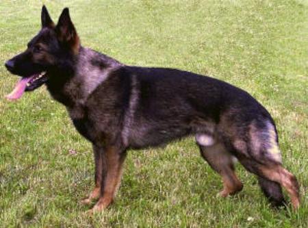 September 29&30 2001-O.G. ImWald ScH Verein-Illinois