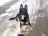 November 23, 2002-Indian Creek Schutzhund Club-IL