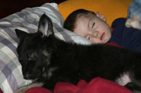 July 26,27, 2003-German Shepherd SchH Club-WA