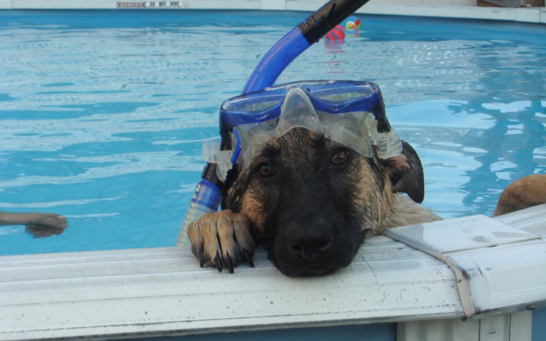 June 14,2008-Little Fort Kennel Club-IL