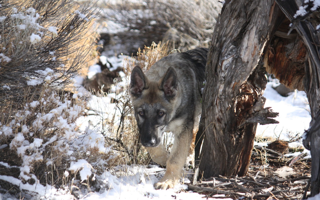 195 pts at WI GSD Show Sept 6, 196 pts at Lincolnwood Dog Training Club September 12