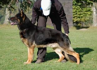 A German Shepherd dog being positioned by a person outdoors.
