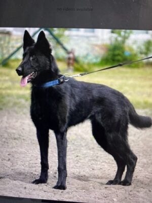 June 4, 2006-Stone City Kennel Club-IL