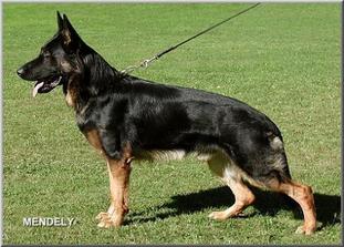 November 15, 1998 Great Plains Working Dog Association