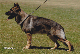 March 6, 2010 -Smack Dab Agility Club-IL