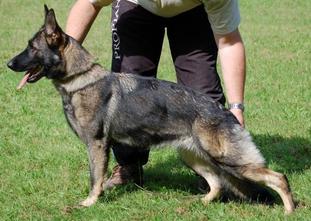 August 2004-Inselstadt SchH Club-WI