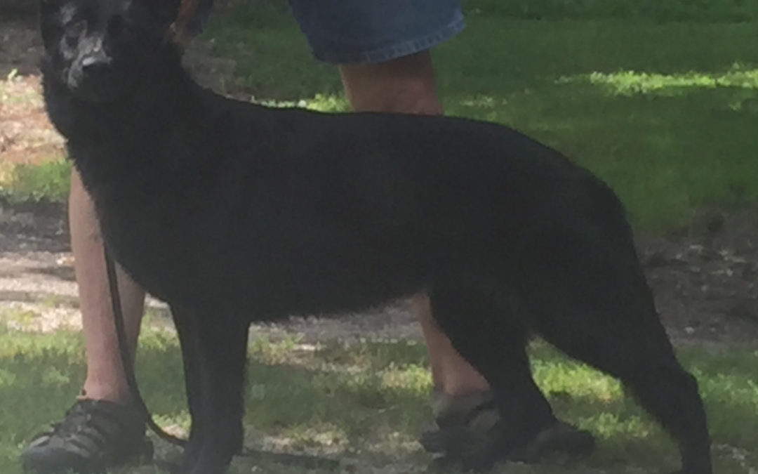 September 28, 2003-O.G. Ohio Hundesport Club-OH