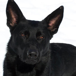 August 7, 2011 -Flat Coated Retriever Society-IL