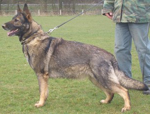 December 2013-St. Louis Schutzhund Assoc-MO