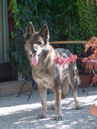 September 16-17,2006-German Shepherd Dog Club of Canada, National Specialty, Ontario Canada