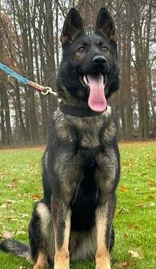 February 25-26-International Kennel Club-IL