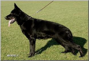 September 26, 2011 -German Shepherd Dog Club of America-National Specialty-Topeka KS