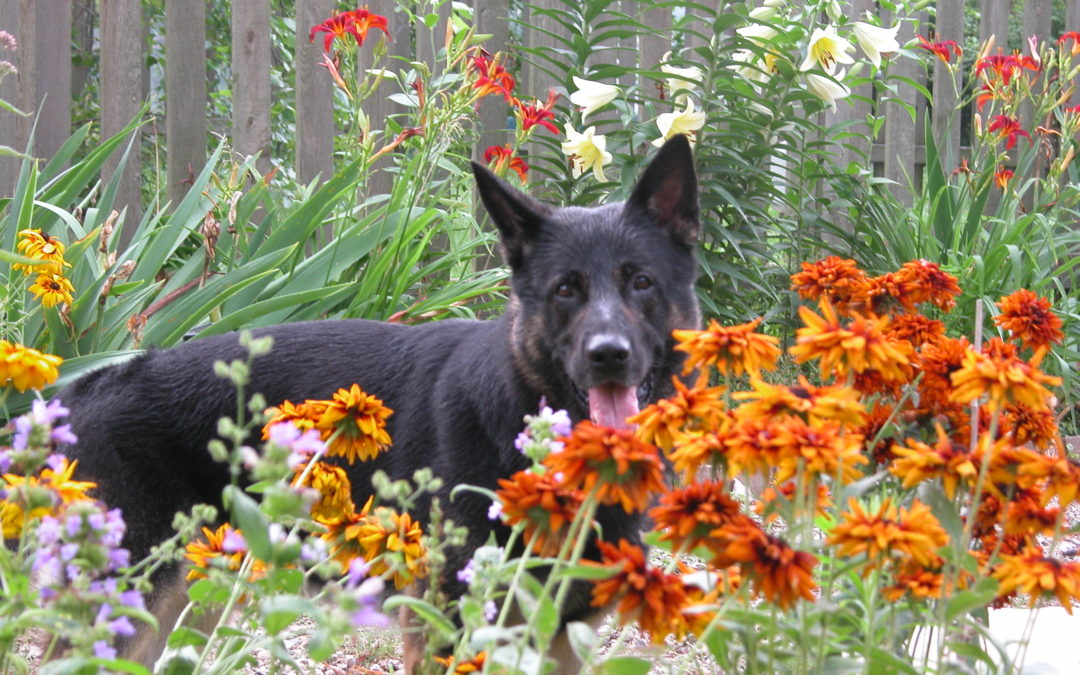 June 1, 2002- Lincolnwood German Shepherd Club-IL