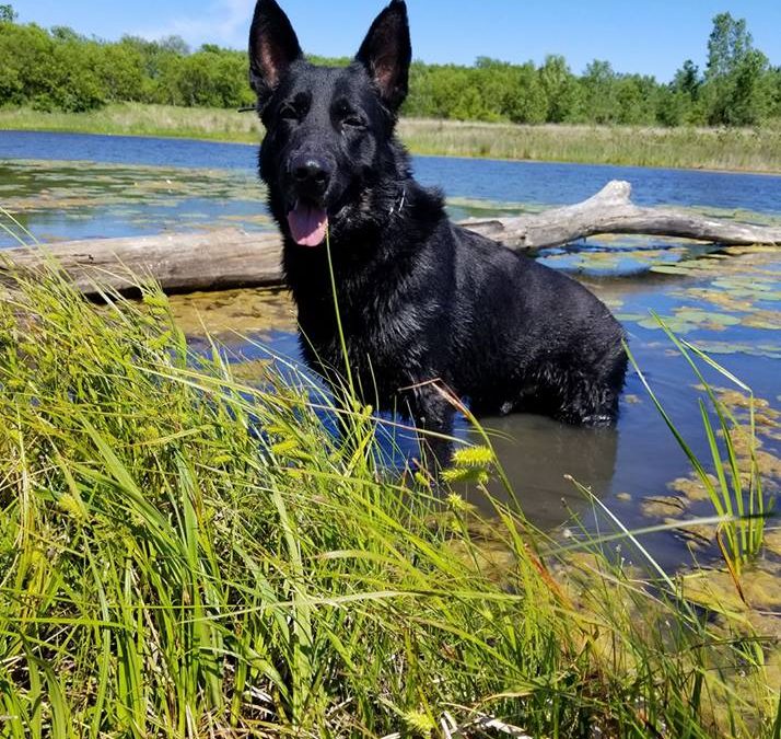 Black dog standing in shallow water near grassy shore under clear sky.