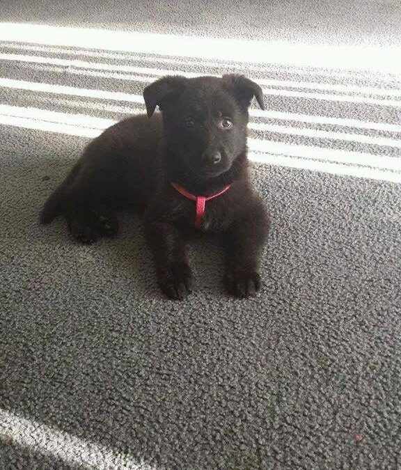 February 18,2012 -German Shepherd Dog Training Club of Chicago