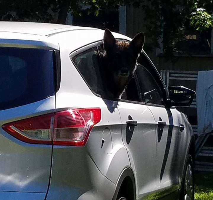 July 22,2006-Alaska Schutzhund Club-AK
