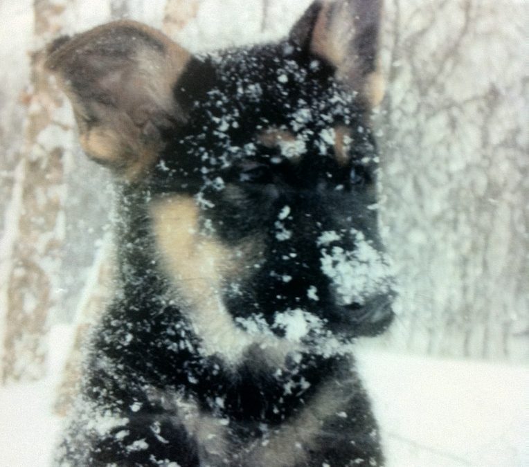 April 7-8 Mid TN SchH Club