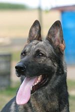 May 14, 1999 Mid America SchH Club