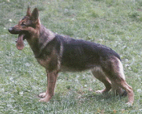 May 15-16, 2004-San Diego SchH Club-CA