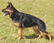 A German Shepherd standing on grass, looking alert.