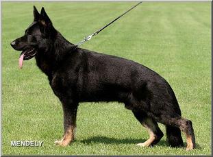 Machtig Strom SchH Verein June 28, 1998