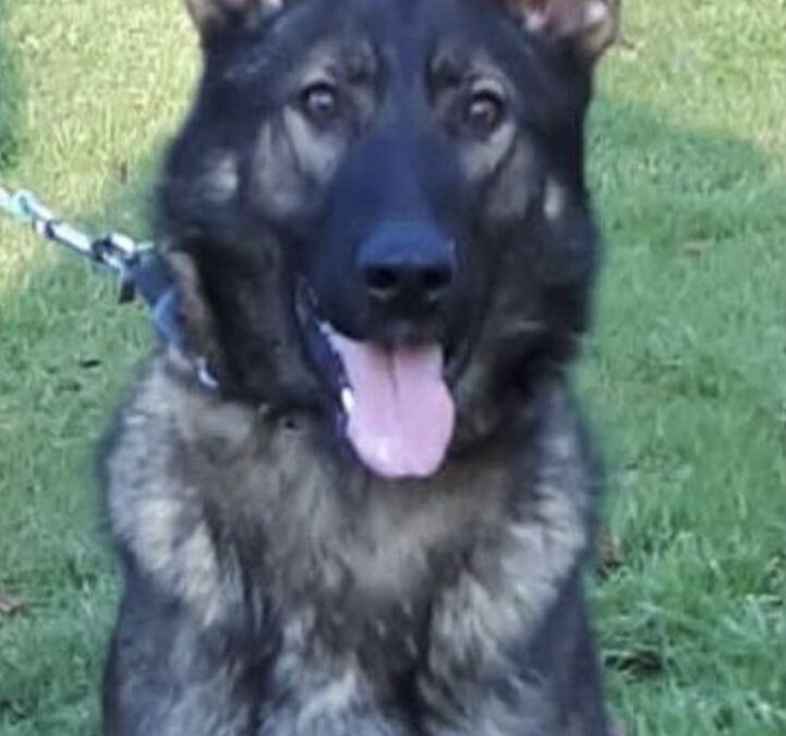 March 3, 2010 -DogueSpot Training-MN