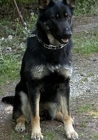 Qamra Luna von der Alte Baum CGC
